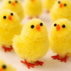 Group of fluffy yellow chicks with black eyes and orange beaks on a light background