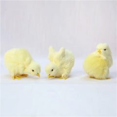 Fluffy Easter Chick Decoration – Cute & Festive Spring Ornament - candletown.net